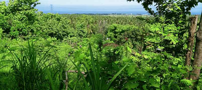 dijual sebidang tanah di lovina dgn vew laut