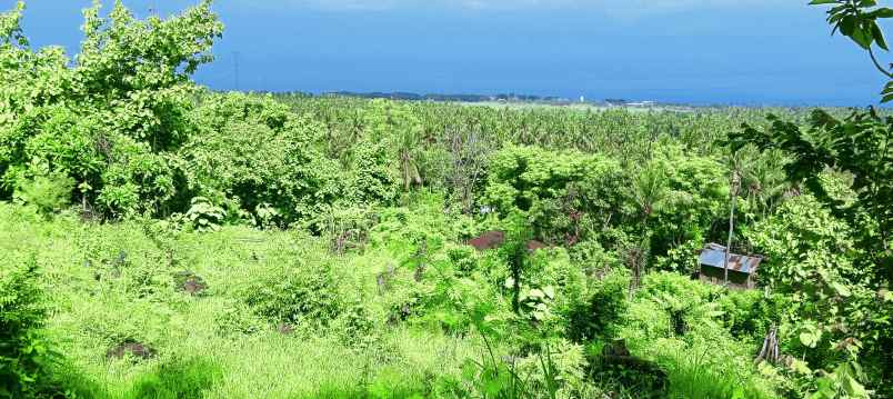 dijual sebidang tanah di lovina dgn vew laut