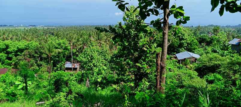 dijual sebidang tanah di lovina dgn vew laut