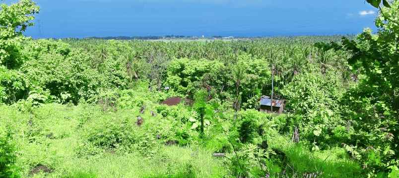 dijual sebidang tanah di lovina dgn vew laut