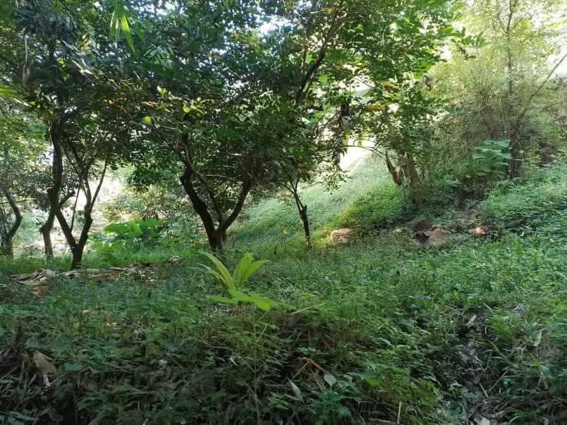 dijual tanah banjar dinas suci