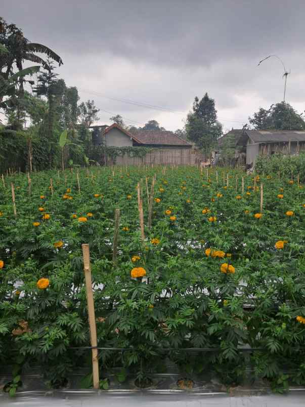 dijual tanah baturiti