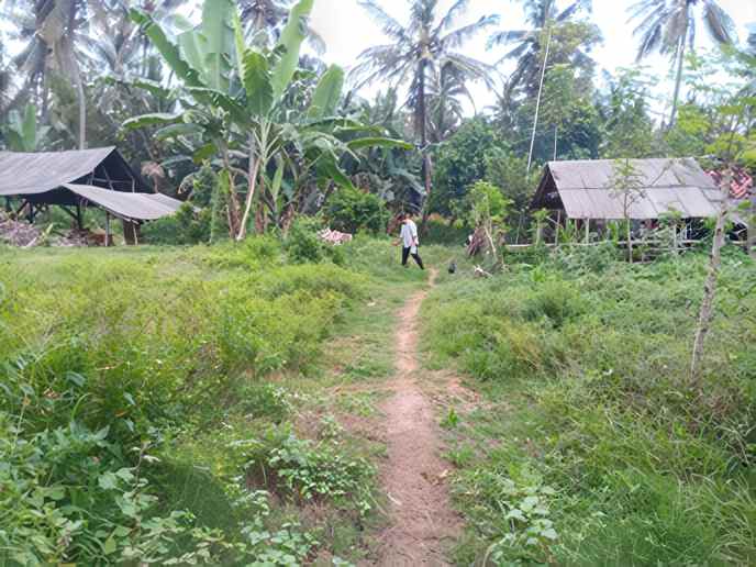 dijual tanah desa klatak kec kalipuro