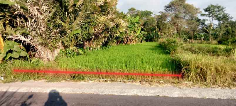 dijual tanah dijual cepat tanah sawah