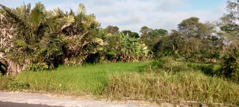 dijual tanah dijual cepat tanah sawah