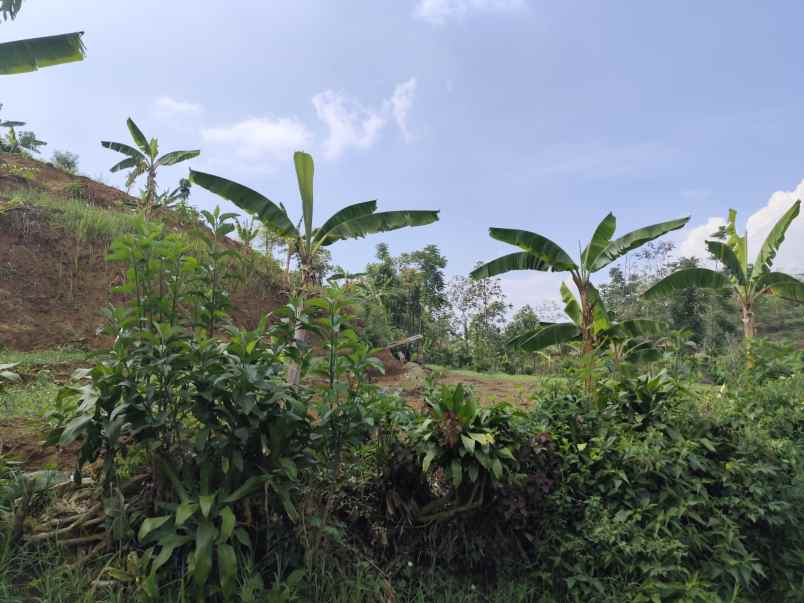 dijual tanah dusun sabrang bendo