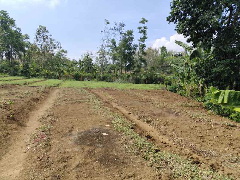 dijual tanah dusun sabrang bendo