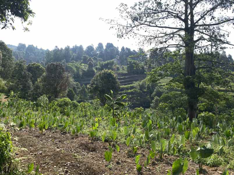 dijual tanah jalan cijeruk tajur halang