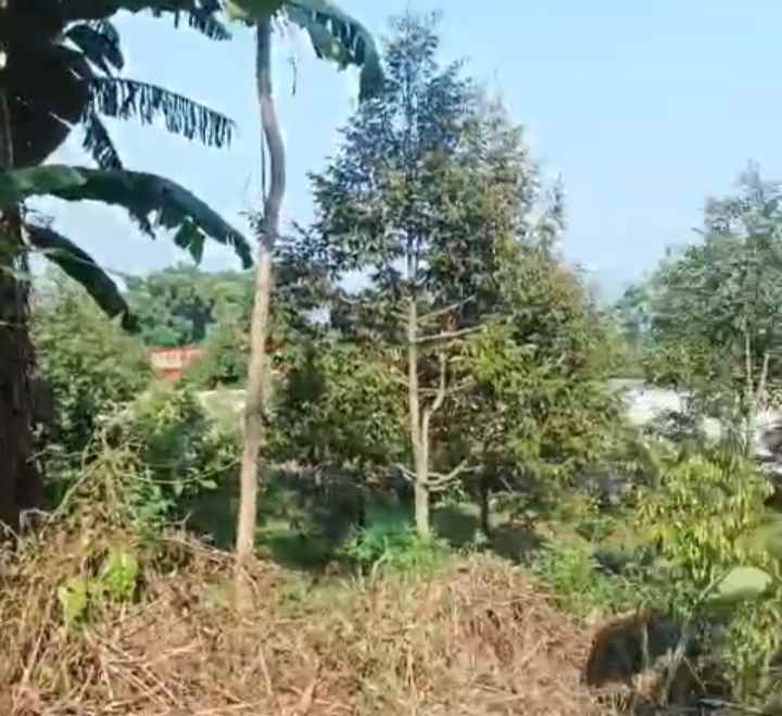 dijual tanah kebun akses jalan mobil