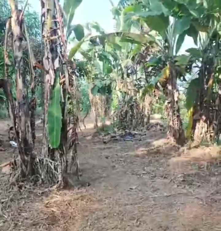 dijual tanah kebun akses jalan mobil