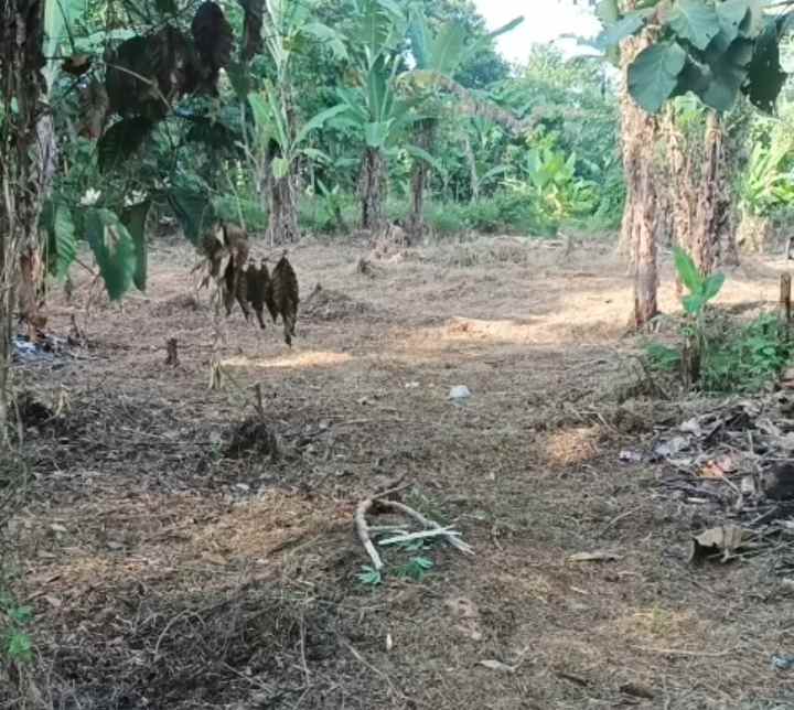 dijual tanah kebun akses jalan mobil