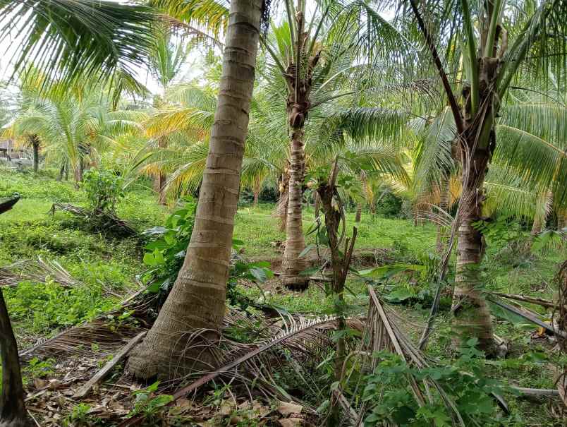 dijual tanah kerambitan tabanan bali