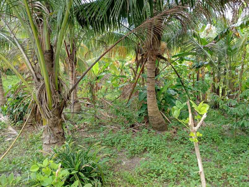 dijual tanah kerambitan tabanan bali