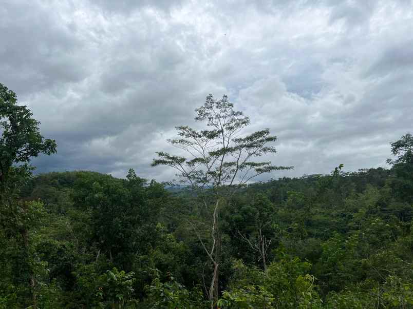 dijual tanah kerjo karanganyar jawa tengah