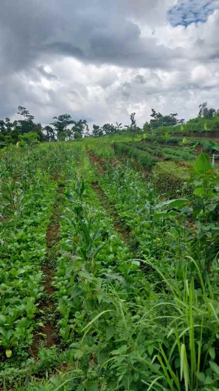 dijual tanah linggarjati kec cilimua