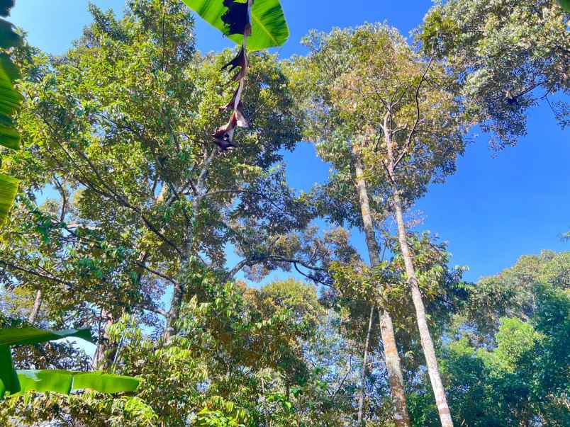 dijual tanah mojogedang karanganyar