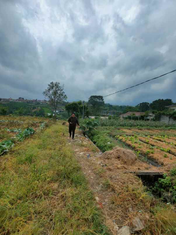 dijual tanah pandanrejo