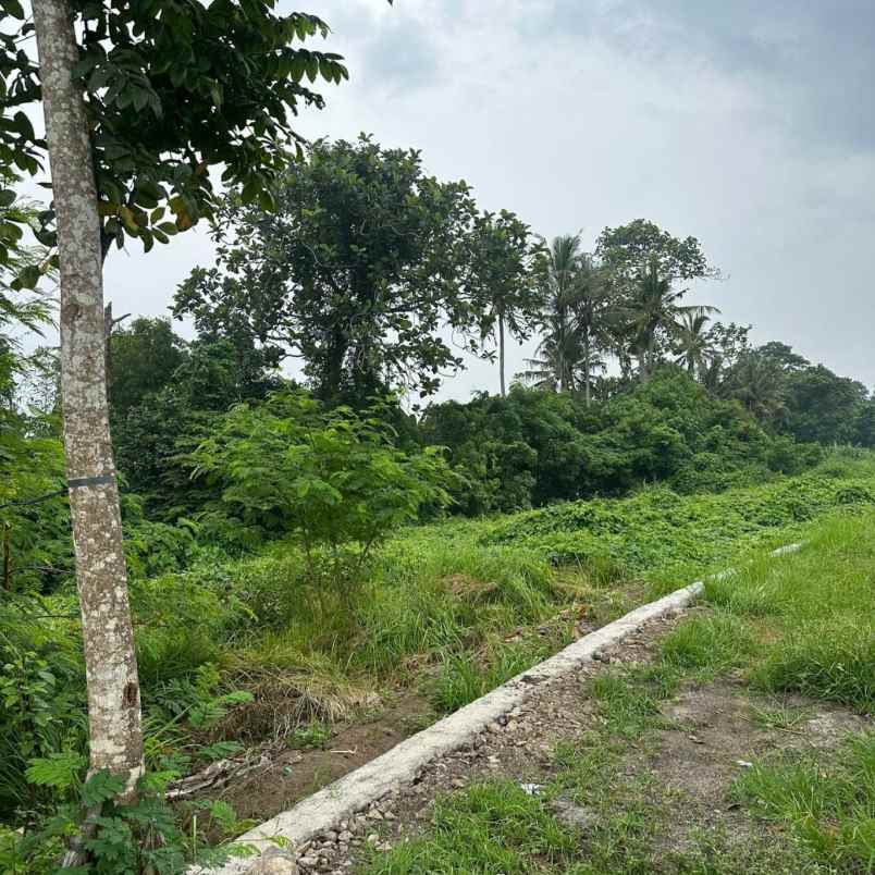 dijual tanah pantai kedungu