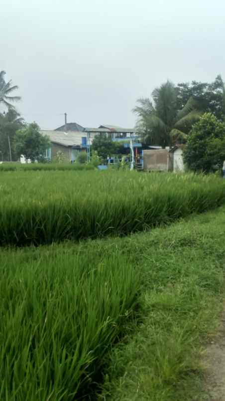 dijual tanah persawahan pinggir jalan