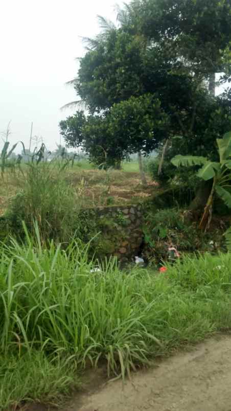 dijual tanah persawahan pinggir jalan