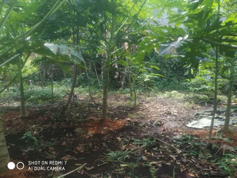 dijual tanah randukurung hilir desa