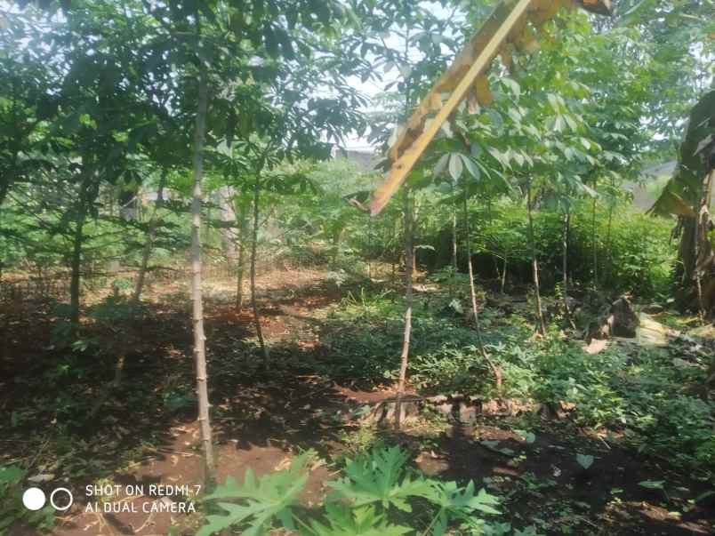 dijual tanah randukurung hilir desa