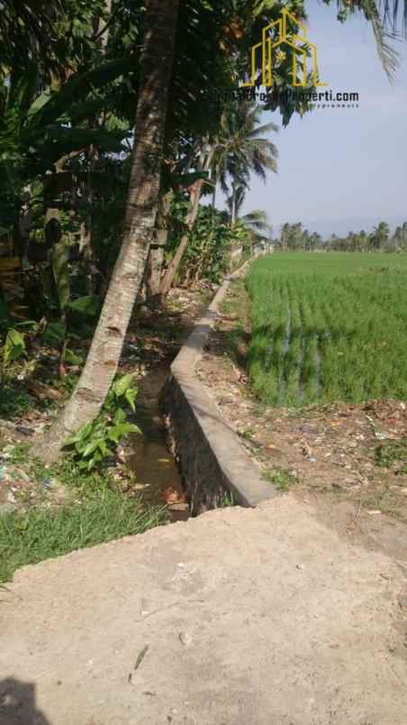 dijual tanah sawah di sukamanah cianjur