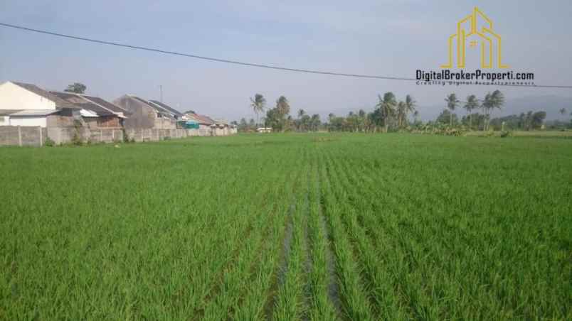 dijual tanah sawah di sukamanah cianjur