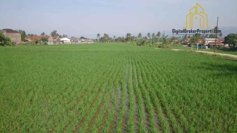 dijual tanah sawah di sukamanah cianjur