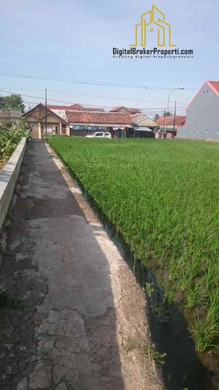 dijual tanah sawah di sukamanah cianjur