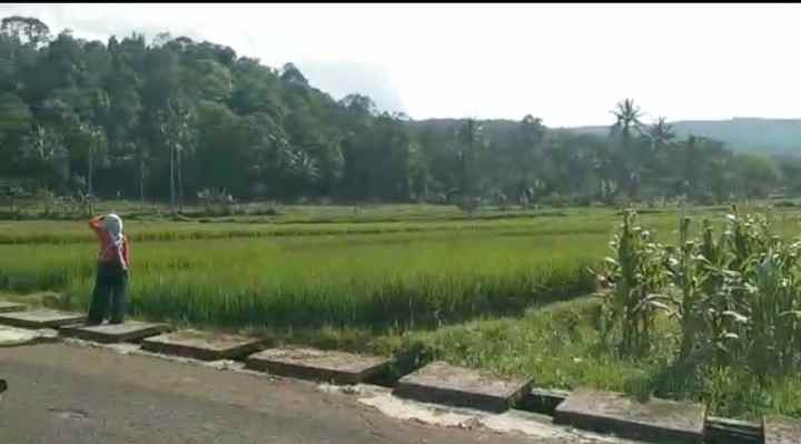 dijual tanah sawah strategis pinggir jalan desa wusata