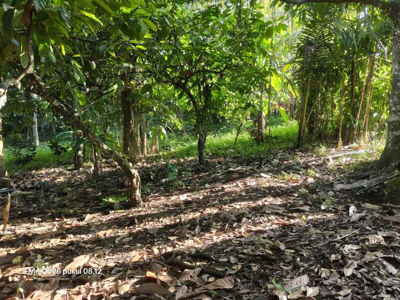 dijual tanah selemadeg tabanan bali
