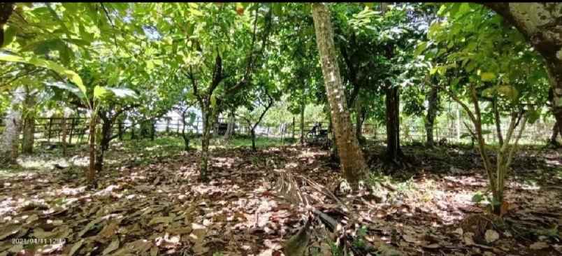 dijual tanah selemadeg tabanan bali