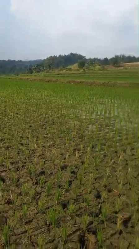 dijual tanah sumber kembar pacet mojokerto