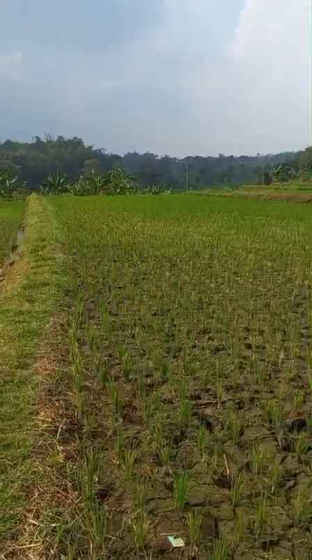 dijual tanah sumber kembar pacet mojokerto