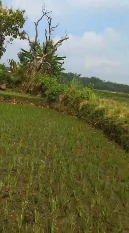dijual tanah sumber kembar pacet mojokerto
