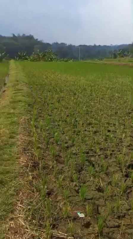dijual tanah sumber kembar pacet mojokerto