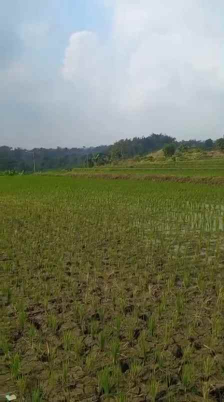 dijual tanah sumber kembar pacet mojokerto