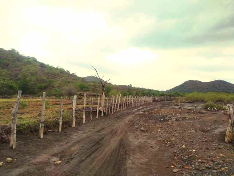 dijual tanah tanjung bila sumbawa