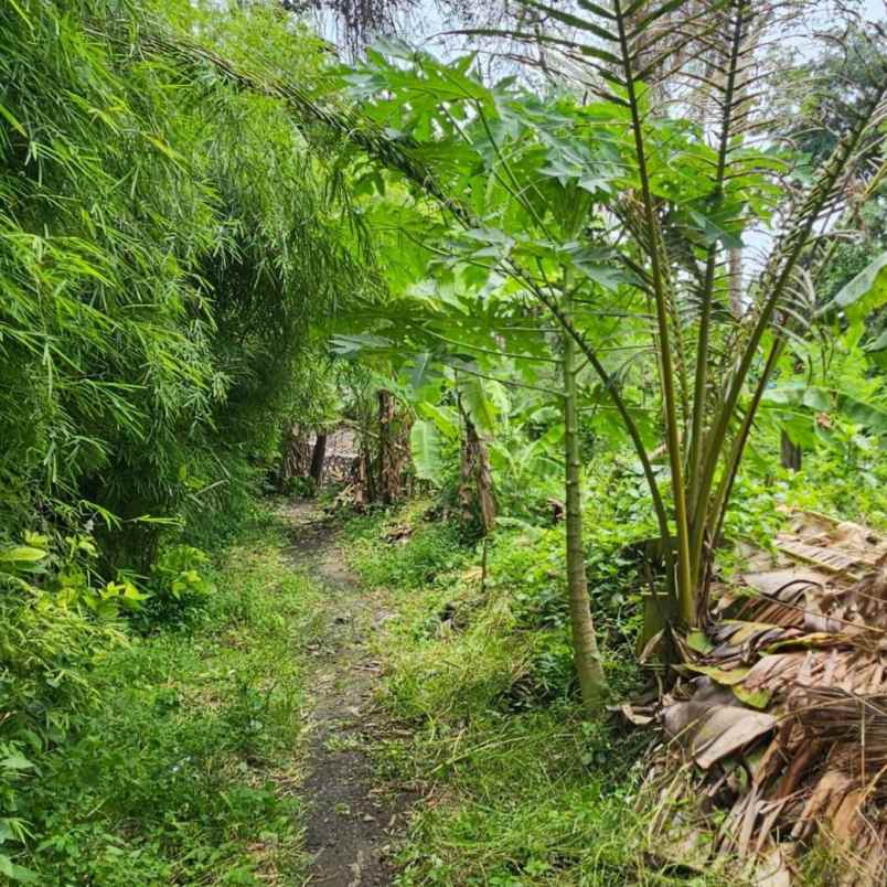 dijual tanah umalas klencung