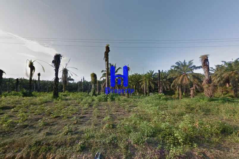 jual kebun sawit daerah gohor lama kec wampu langkat