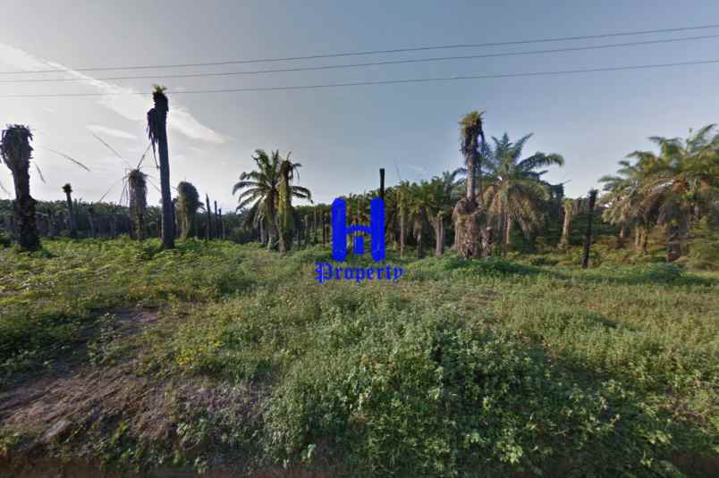 jual kebun sawit daerah gohor lama kec wampu langkat