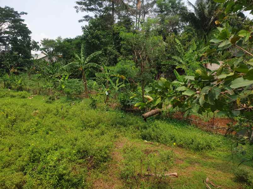 jual tanah atau kebun murah