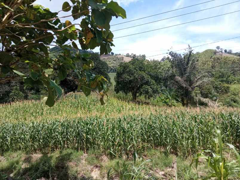 jual tanah kebun di jln raya trans sulawesi