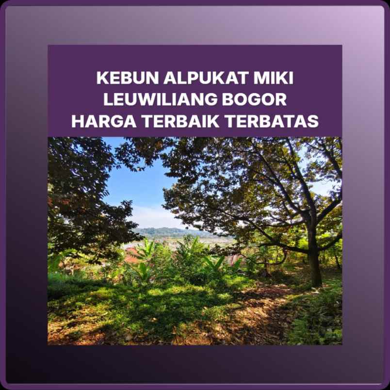 kebun alpukat miki rp 150 rb m di bogor