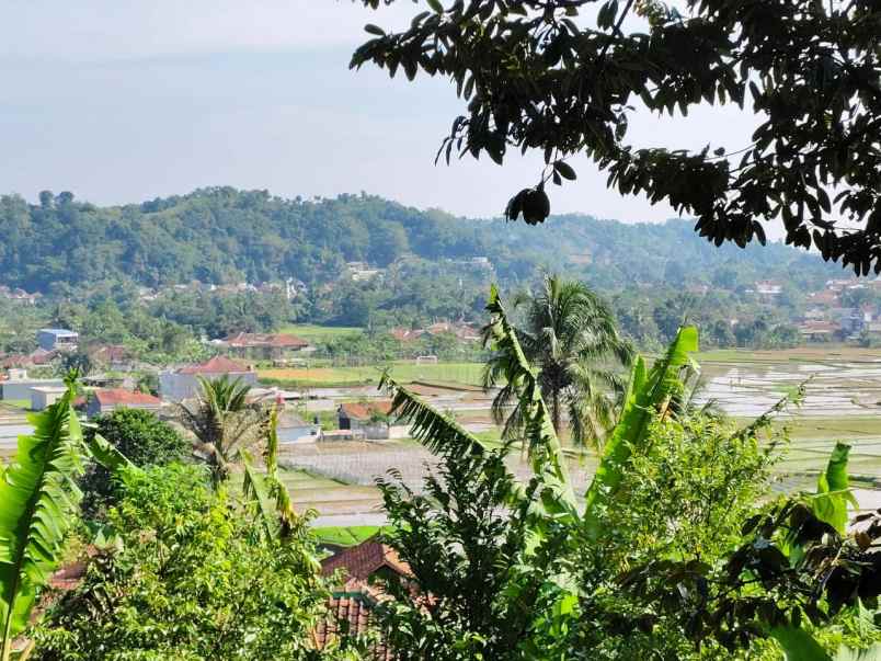 kebun alpukat miki rp 150 rb m di bogor