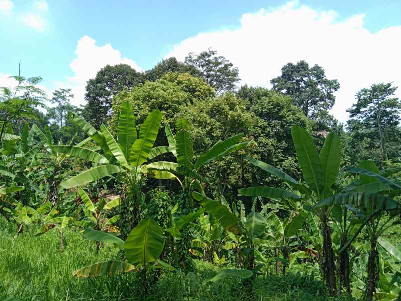 kebun produktif dawuan subang jawa barat