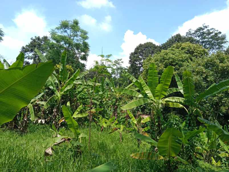 kebun produktif dawuan subang jawa barat