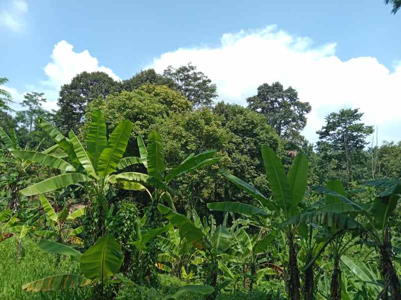 kebun produktif dawuan subang jawa barat