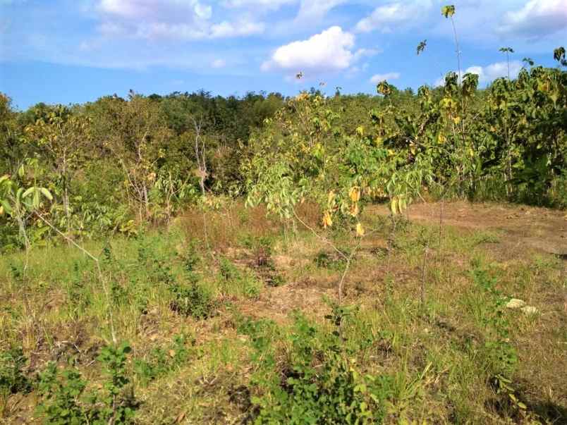 tanah 17 hektar mojogedang karanganyar